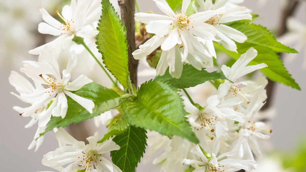 Chelsea Flower Show : deze boom die zich aanpast aan alle bodems en klimaten heeft de eerste plaats in de Koninklijke wedstrijd behaald