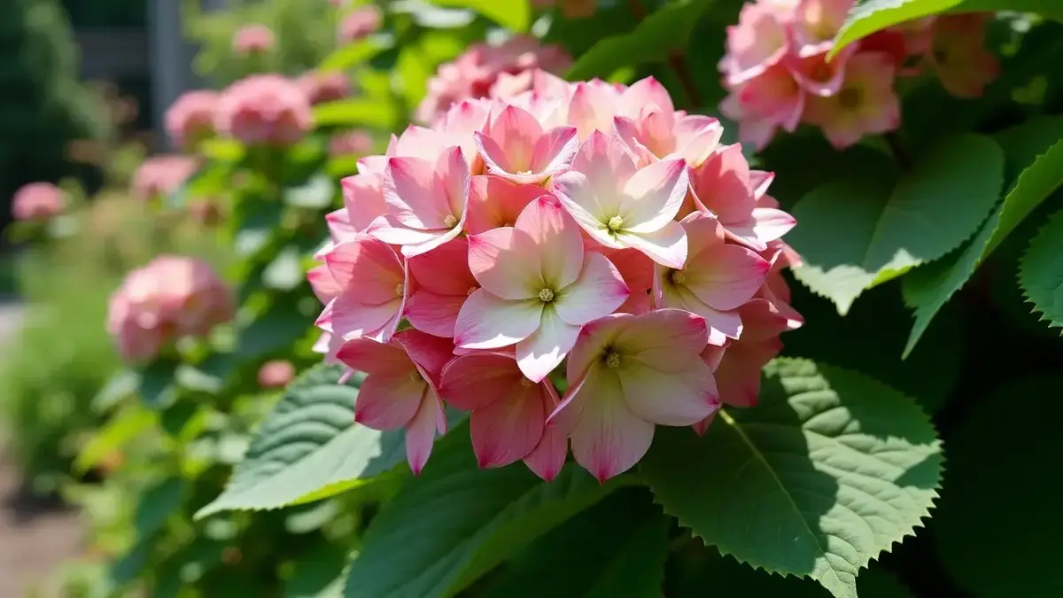 Deze variëteit van hortensia’s biedt indrukwekkende XXL-bloemen die uw tuin zullen verfraaien